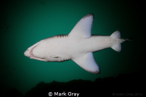 "Belly" Grey Nurse Shark by Mark Gray 